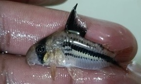 Corydoras similar axelrodi. High dorsal fin TOMO RIVER